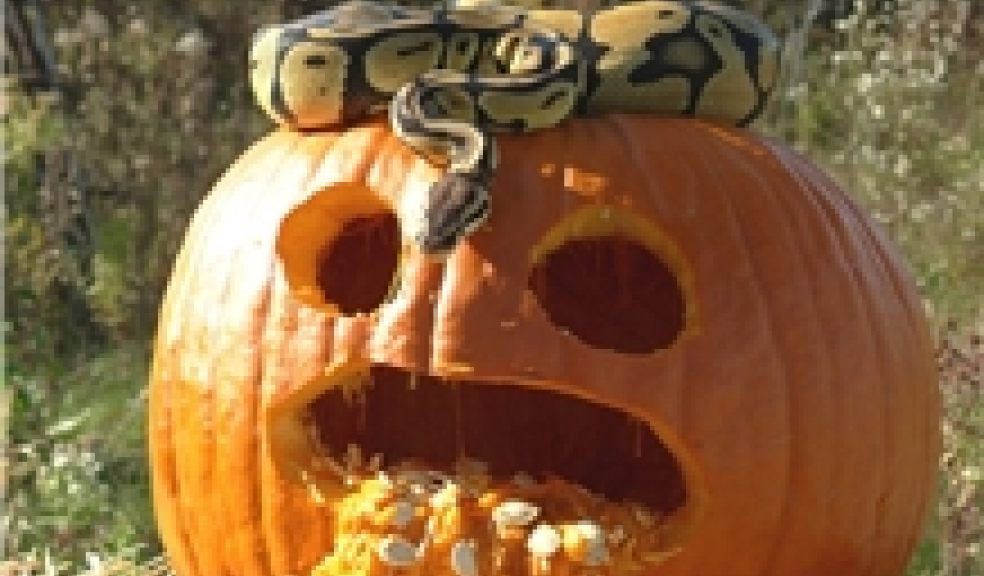 Snake and Lanterns Week | The Exeter Daily